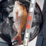 【6月4日大潮】マダイ・一つテンヤの釣果_岡山片上港遊漁船_FREEDOM