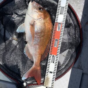 【6月4日大潮】マダイ・一つテンヤの釣果_岡山片上港遊漁船_FREEDOM