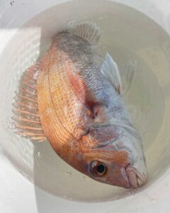 【7月2日大潮】マダイ・一つテンヤの釣果_岡山片上港遊漁船_FREEDOM