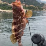【7月15日中潮】アコウ爆釣★マダイ・一つテンヤの釣果_岡山片上港遊漁船_FREEDOM