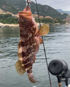 【7月15日中潮】アコウ爆釣★マダイ・一つテンヤの釣果_岡山片上港遊漁船_FREEDOM