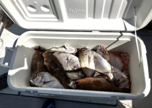 【8月13日中潮】タイラバ・一つテンヤの釣果_岡山片上港遊漁船_FREEDOM